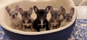 Quality french bulldog