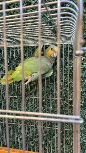 للبيع امازون( بغبغاء الاخضر)  ربوه قفص الحجم سوبر سوبر جامبو شرط الصحه والجناح كامل ........