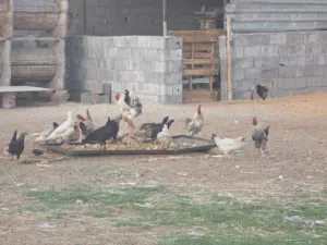 دجاج عربي للبيع