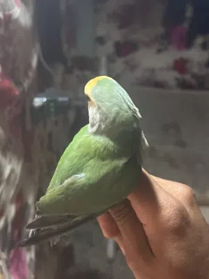 طيور للبيع