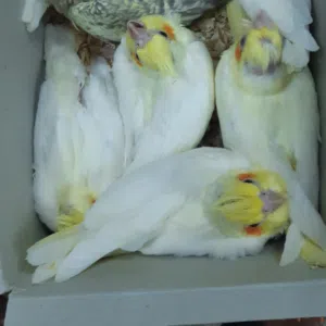 باسم الرفاعي