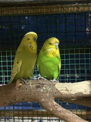بيع بادجي انجليش وكوكتيل و روز