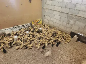 بط تركي عمره 10 ايام