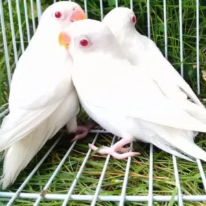 سبحان الله 