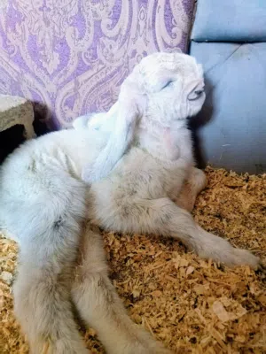 ثلاث معزا شامي وفحل نخب اول نوادر شكل ولون وراس تووووب