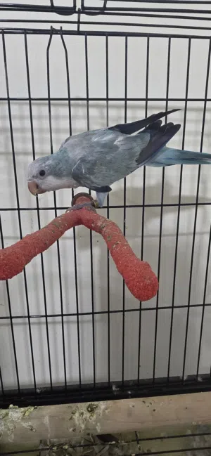 ببغاء كويكر