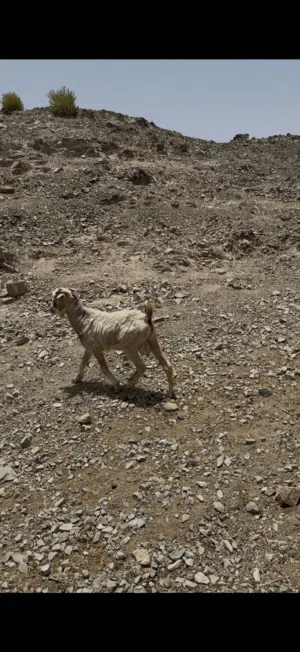 ذبايح للبيع