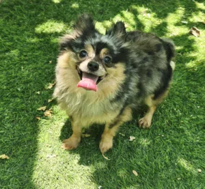 Pomernian and poodle and maltipoo