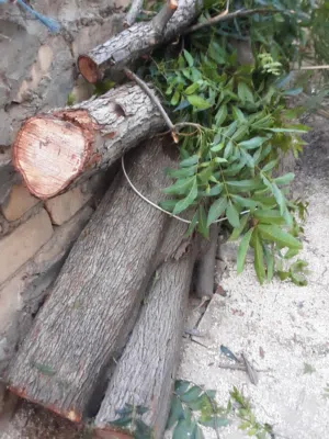 كروم الوز طرابلس السبعة حطب الوز طرابلس السبعة