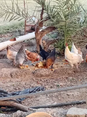 السلام عليكم ورحمه الله وبركاته للبيع دجاج بياض