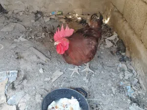 ديك عرب صاحي للبيع