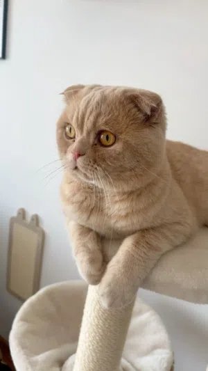 ذكر سكوتش فولد عمر 5شهور