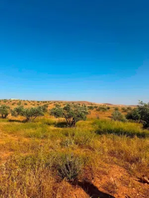 Farm Land for Sale in Ramtha Romtha