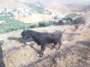فحل شامي اصلي