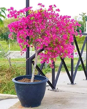 Trees - Plants0