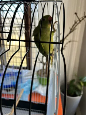 جوز طيور(rose ringed parakeet) ذكر و أنثى، مع قفص كبير و صغير ب 100 دينار بس
