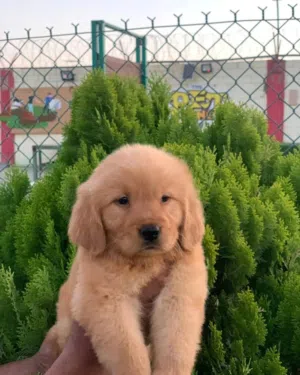 Available now  Golden Retriever Puppies  For  information   goldenretrieverlovers