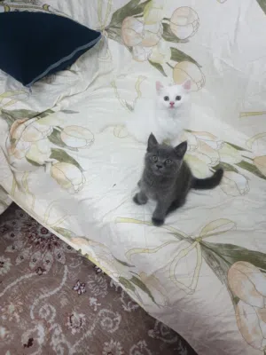 cute kittens for sale