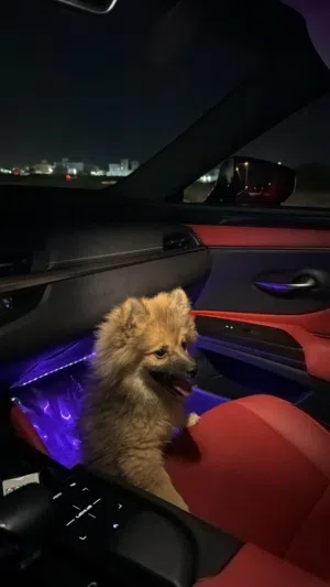 Spitz Pure Rare Breed