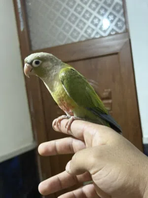 كنيور أليف جدا جدا مع كوكتيل