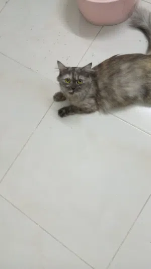 قطه شيرازيه مجانا