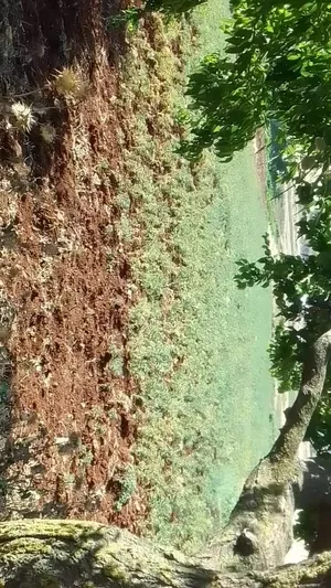 ‏خضار وفواكه‏0