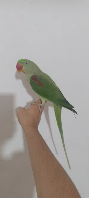 دره نيبالي اليف للبيع