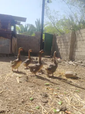وز بلغاري للبيع