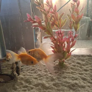 gold fishes