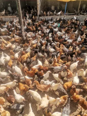 I have Omani chicken available  لدي دجاج عماني متوفر al fau, al Suwayq, al bathina