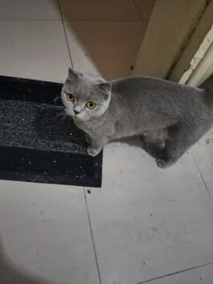 لمحبي الفخامه