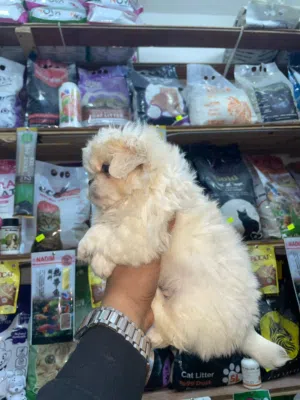 اجمل و احلى جرو وايت بيكنواه رمضان كريم