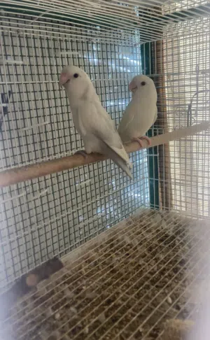 ازواج روز منتجه جوف الوصف