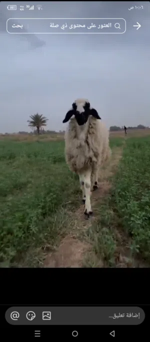 جراح البخيت 