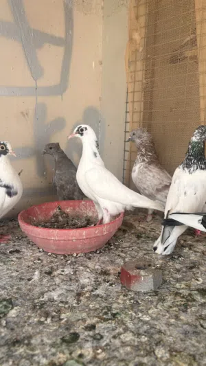 للبيع فروخ كويتي لووت مستوى جميل وساس توب