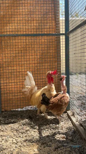 للبيع زوج ابو عنيق