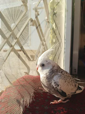 ‏ببغاء‏3