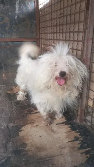 كلب صغير Dog