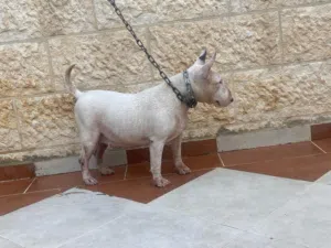 انثي بول تيرير