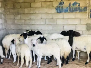 السلام عليكم نعاج لبيع ربي يبارك عز كسوبه