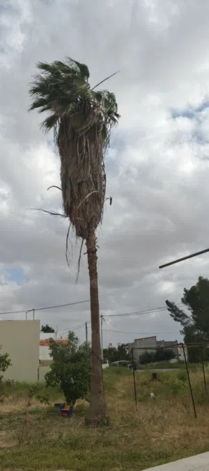 واشنطونيا البيع