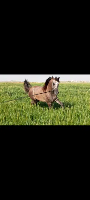 مهر عربي واهو جمال مسجل للبيع