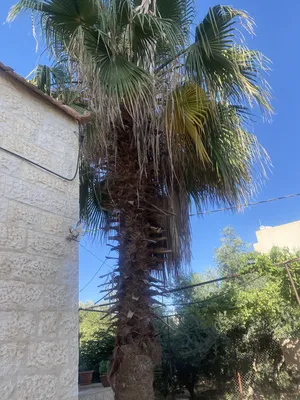‏أشجار - نباتات‏2