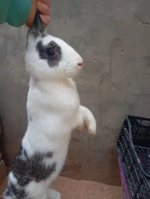 ارنب مالطي انتيا خمسه شهور او فوق