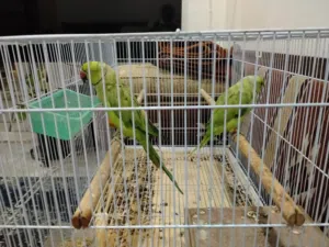 بيبي متوه للبيع