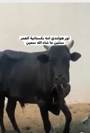 ثور هولندي