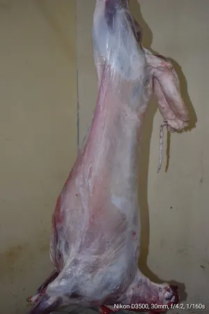 ‏غنم‏3