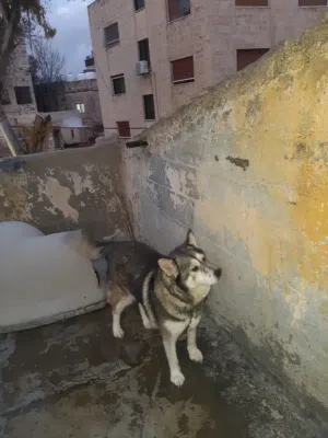 أنثى هاسكي مالموت لون رمادي مميز أول خيرها العمر سنة وأربع شهو كلبه حلوه ولعوبه قطه عاليه ماشاء الله