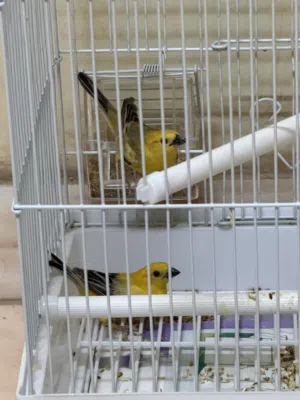 جوز عصافير الذهبيه