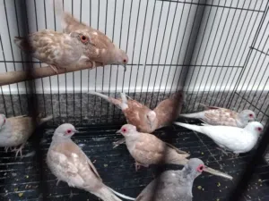 للبيع يمام انواع مختلفة منتجات ومحليات من الإنتاج.